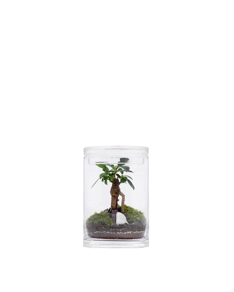 Garden Ficus Small