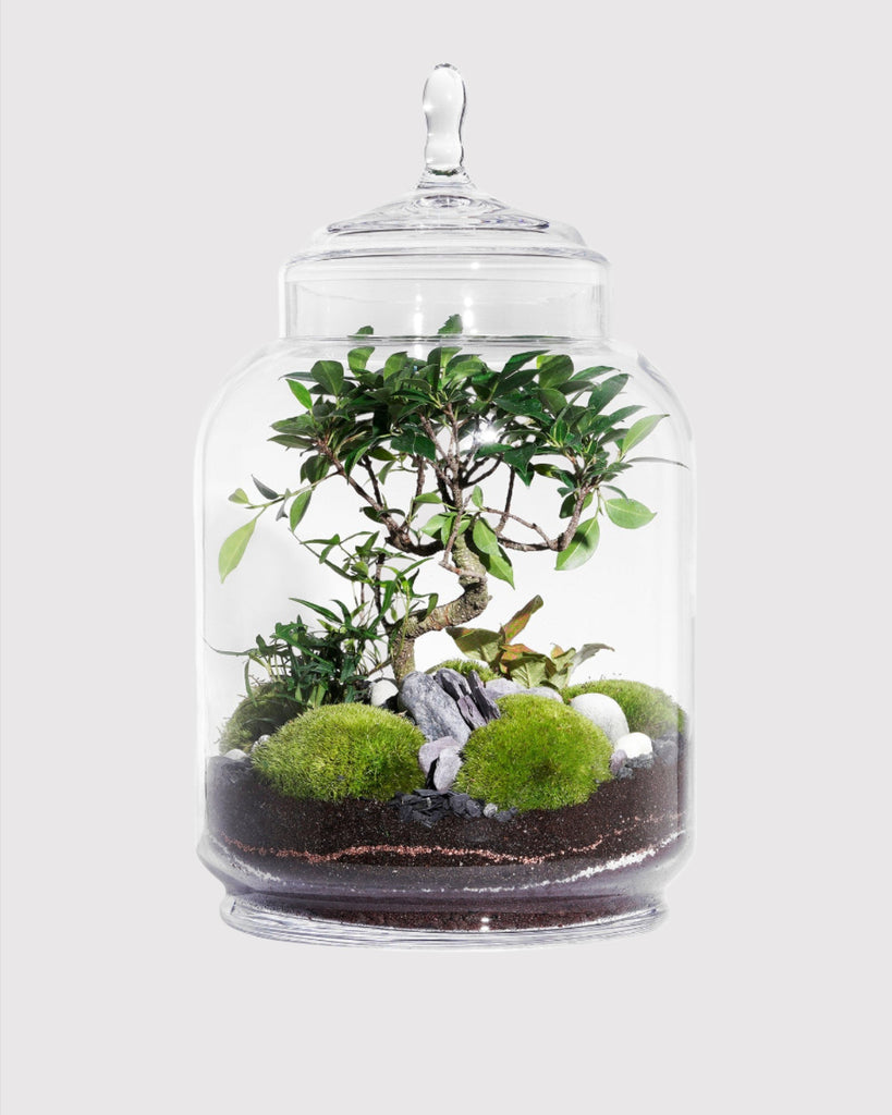 Jungle Jar Ficus Retusa