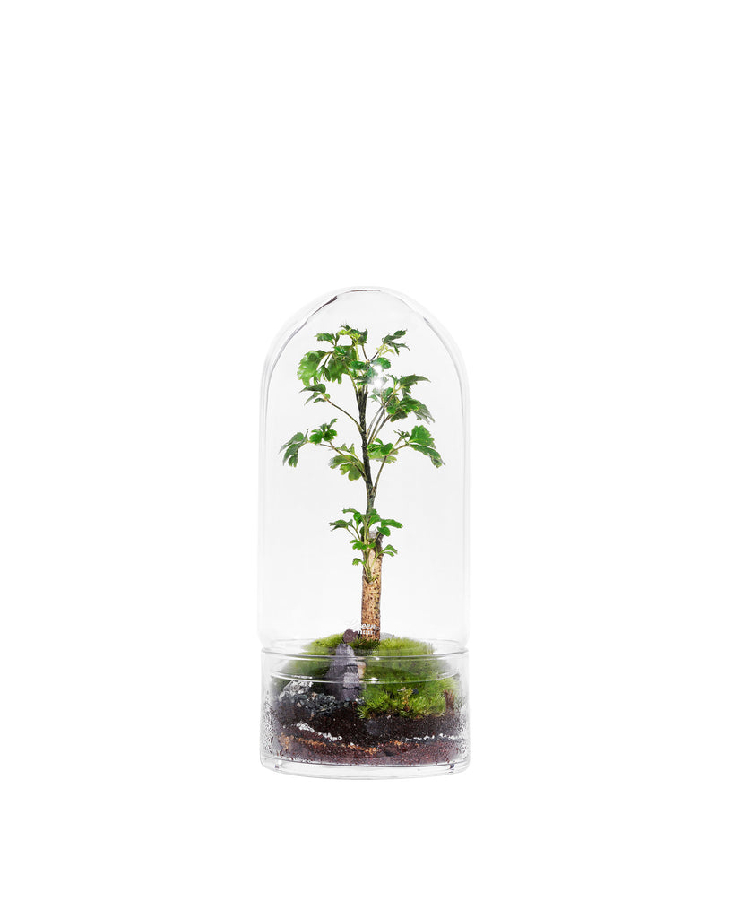 Jungle Rocket Ficus Medium